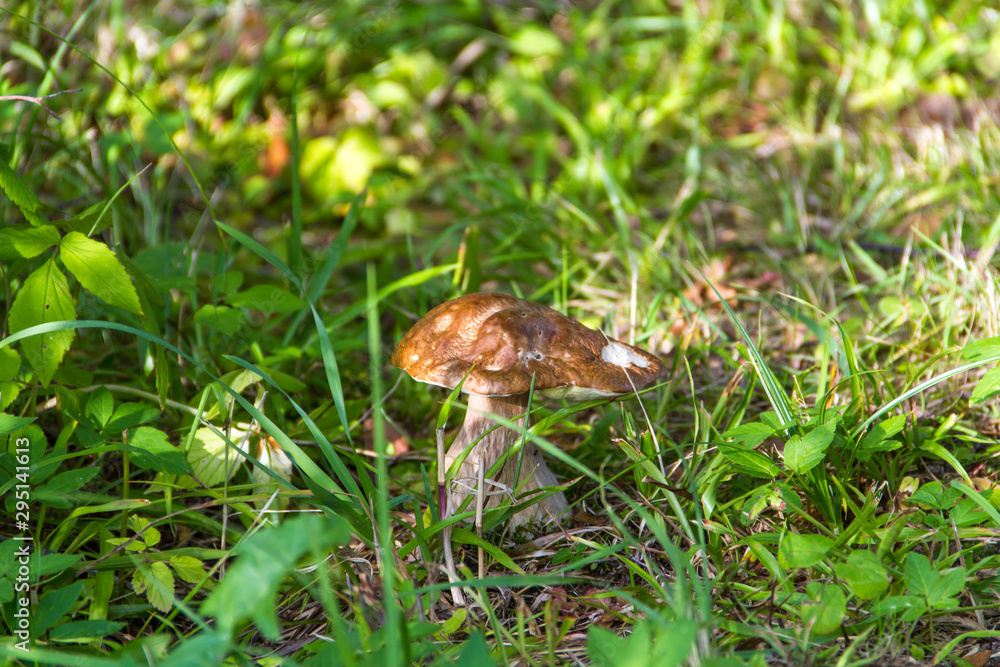 Boletus mushroom on a background of a green grass at summer season Boletus mushroom on a background of a green grass at summer season