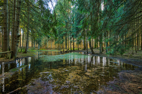 Morastiges Gewässer  umgeben von dichtem Wald in der Eifel