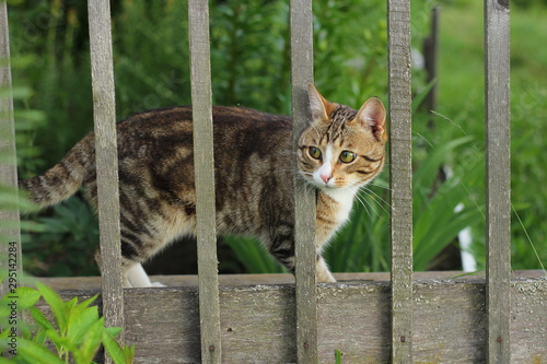 cat