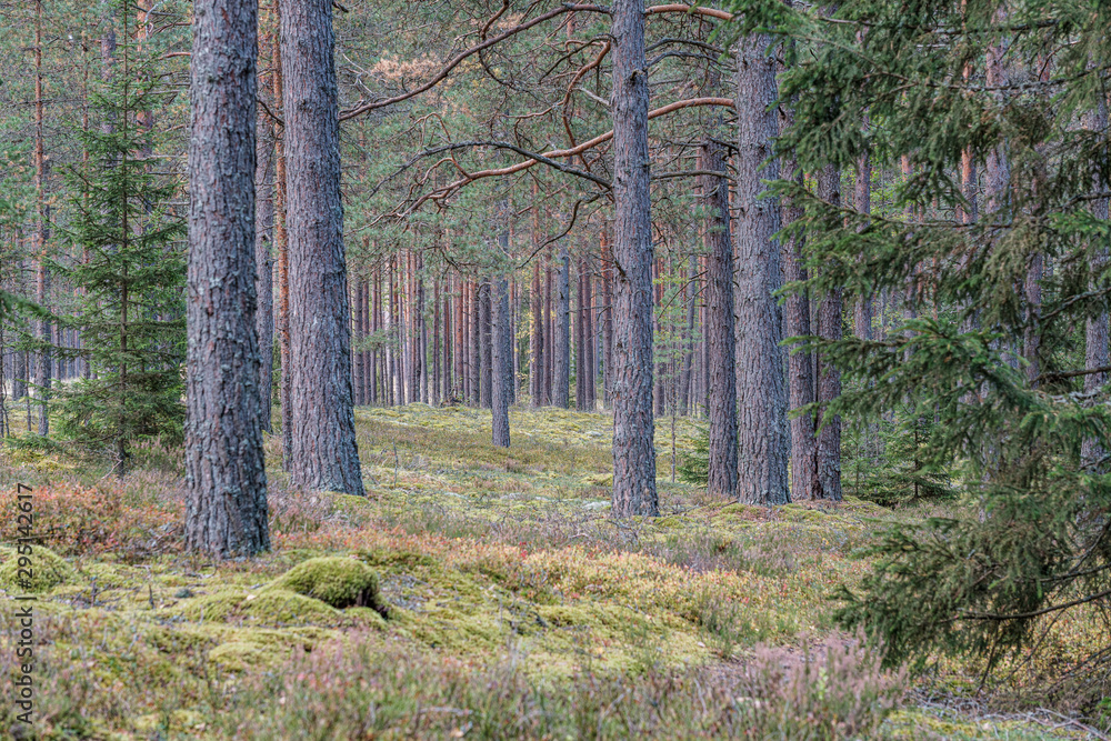 Obraz premium tree trunk wall in forest