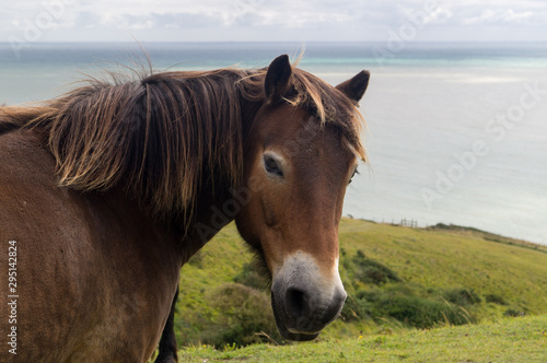 Portrait of horse grazing near the sea