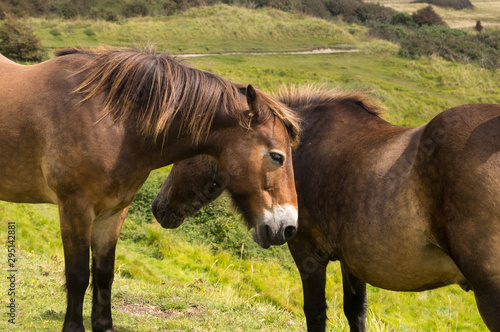 Pair of brown horses grazing