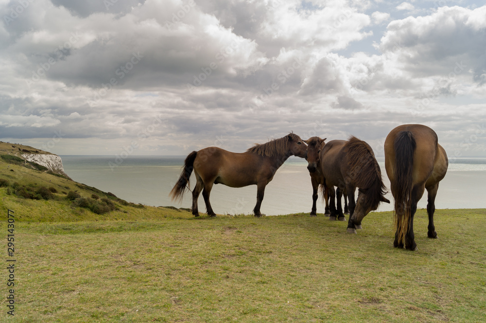 Group of horses grazing near the coast of Dover Group of horses grazing near the coast of Dover