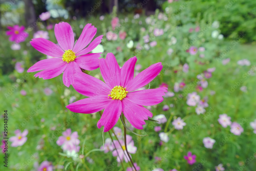 Pink Cosmos Pink Cosmos
