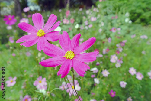 Pink Cosmos