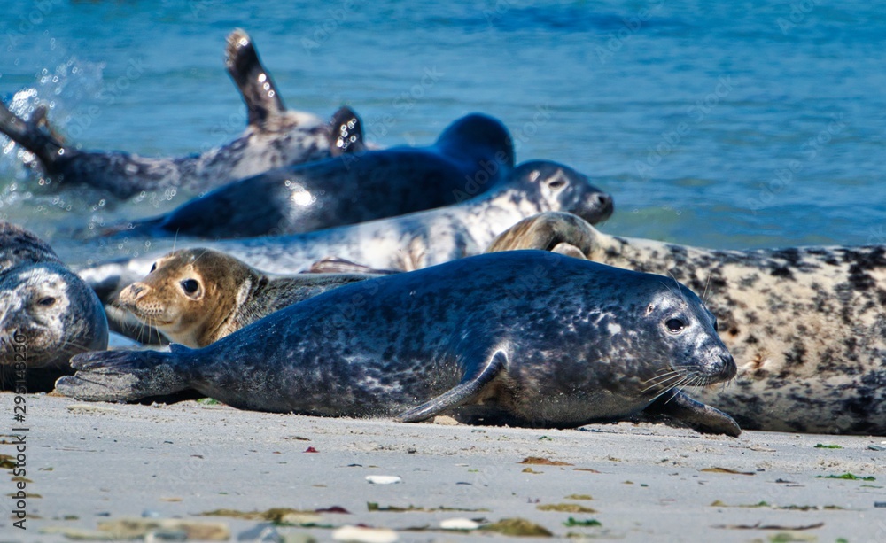 Fototapeta premium Grey seal on the beach of Heligoland - island Dune