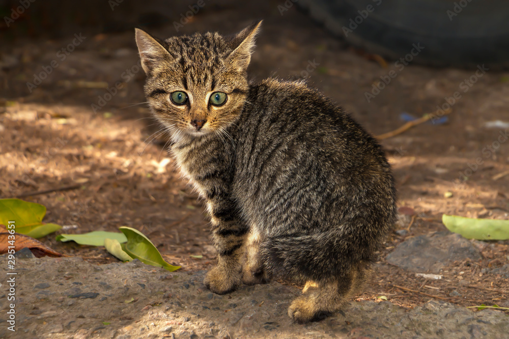 Afraid gray kitten on the street.