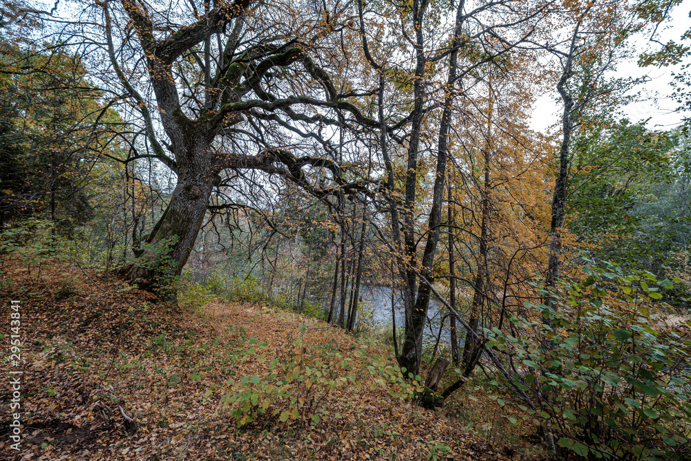 large oak tree in autumn yellow golden tree leaves large oak tree in autumn yellow golden tree leaves