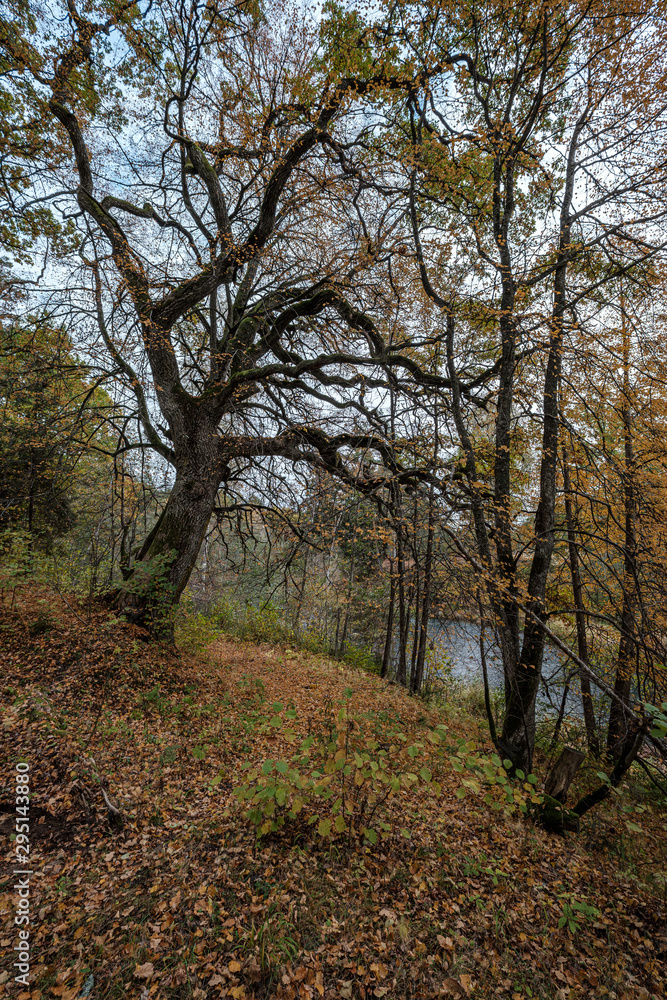 large oak tree in autumn yellow golden tree leaves