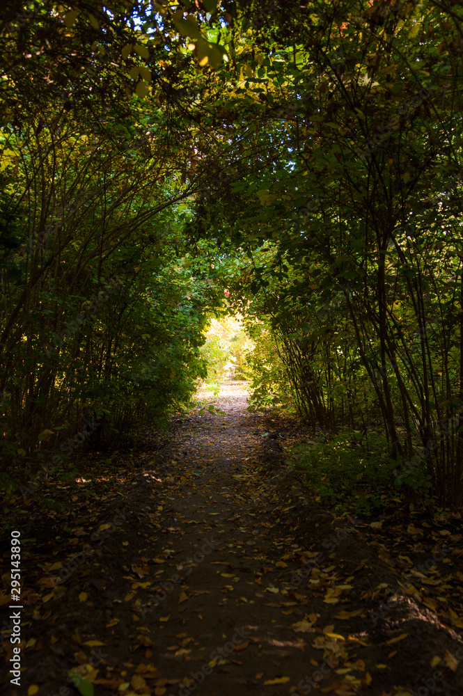 Naklejka premium Sunny autumn day in the city park