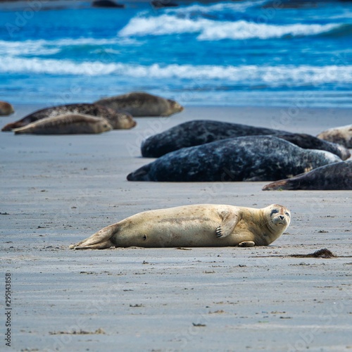 Grey seal on Heligoland