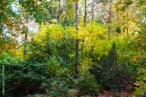 Sunny autumn day in the city park