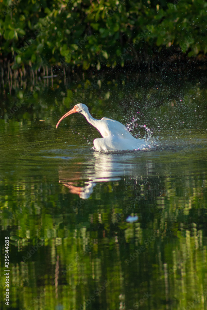 Obraz premium Bird Bathing