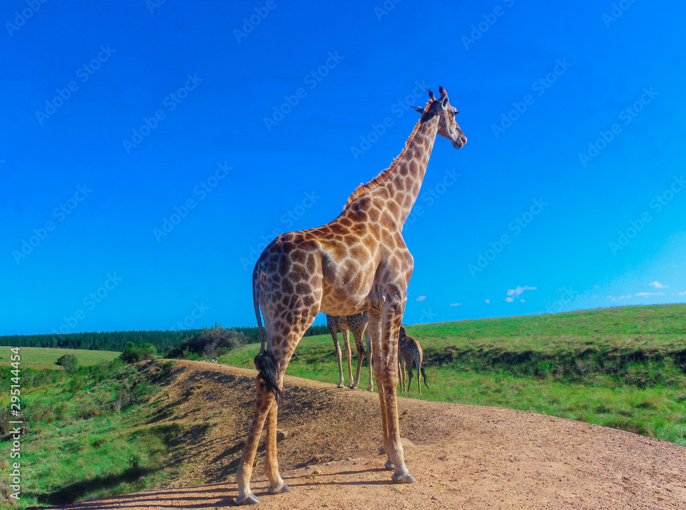 Obraz premium giraffe in South Africa wilds