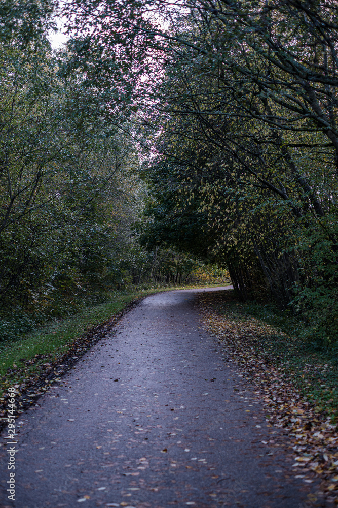 wet asphalt road in autumn forest