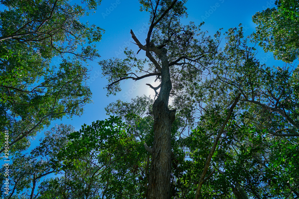 Fototapeta premium Árbol