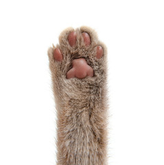 paw cat сloseup