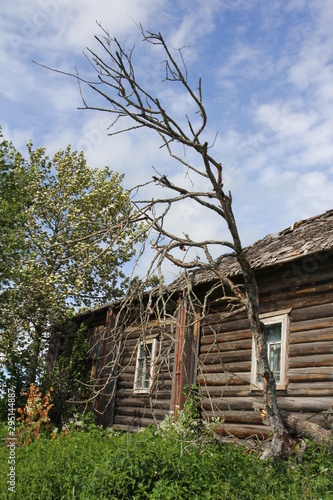 old wooden house in the forest