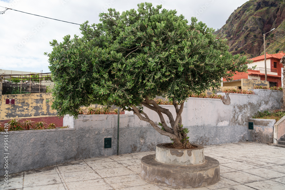 An olive tree decorates the church square