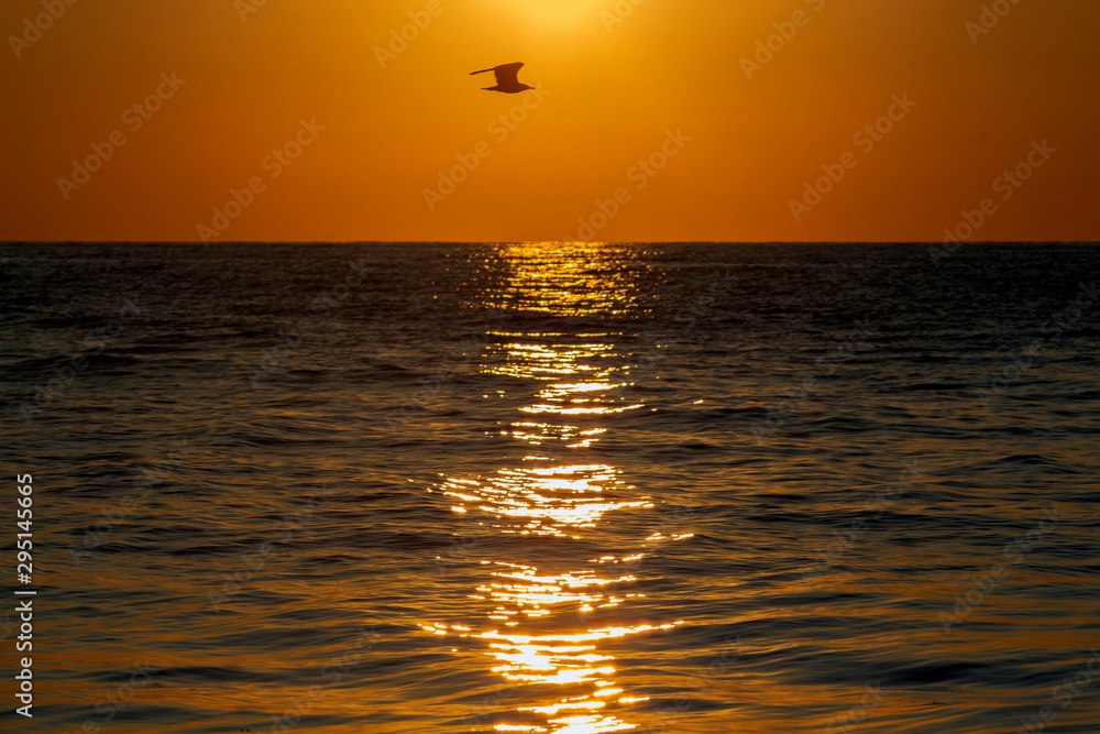 The golden path of sunrise in the sea with the silhouette of a flying bird. Krapets, Northern Black Sea Coast, Bulgaria. The golden path of sunrise in the sea with the silhouette of a flying bird. Krapets, Northern Black Sea Coast, Bulgaria.