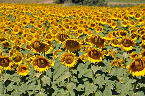 Campo de girasoles photo