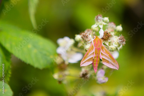 PULBOROUGH BROOKS PULBOROUGH BROOKS Elephant hawk-moth (Deilephila elpenor) in habitat. photo