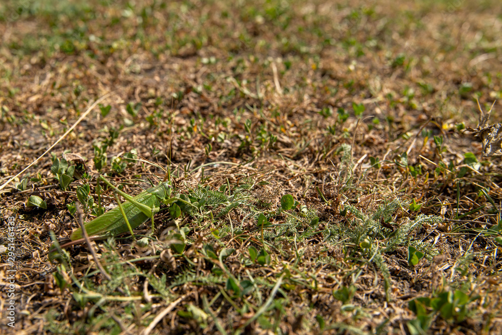Green grasshopper hidden in the grass