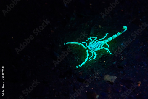 Scorpion at night under UV light