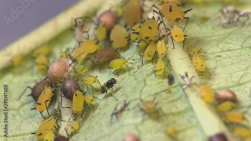 Parasitic wasp laying eggs in aphids 1274 5