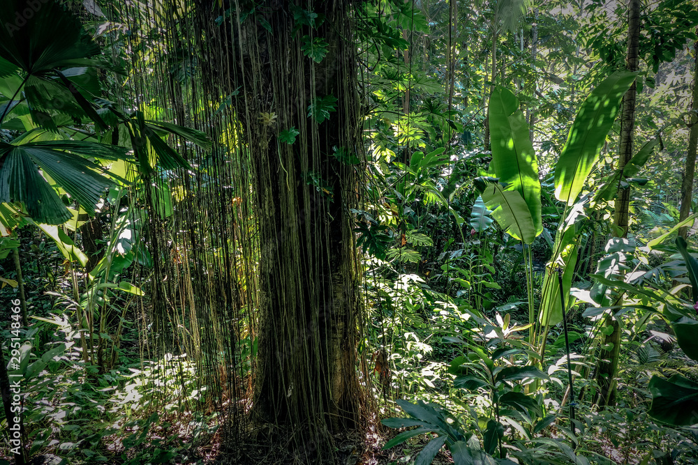 Hawaiian Plants Hawaiian Plants