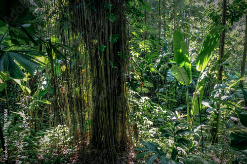 Hawaiian Plants