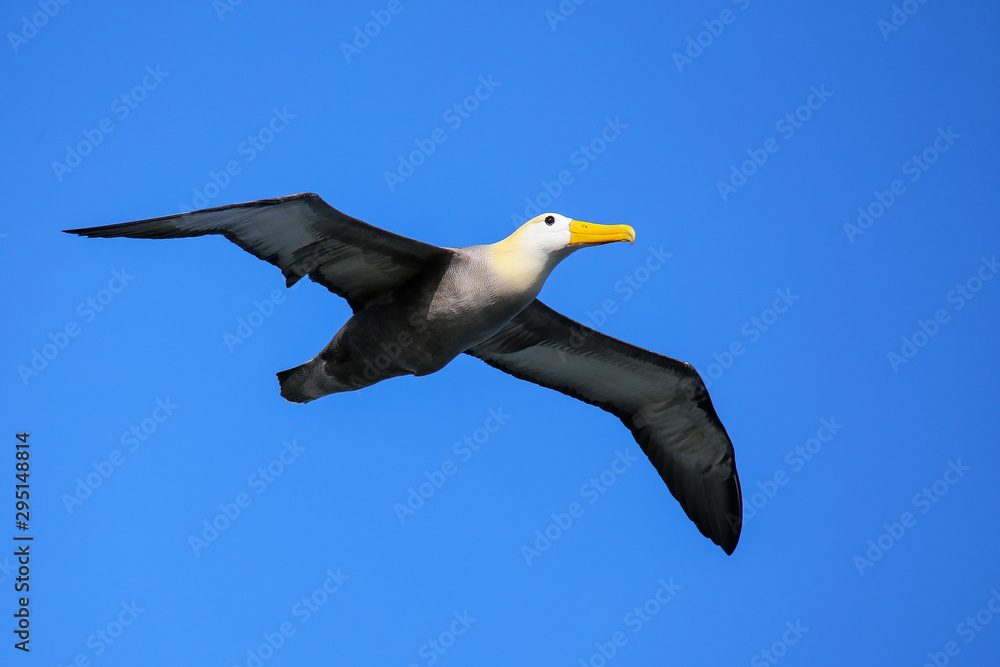 Waved albatross in flight on Espanola Island, Galapagos National park, Ecuador Waved albatross in flight on Espanola Island, Galapagos National park, Ecuador