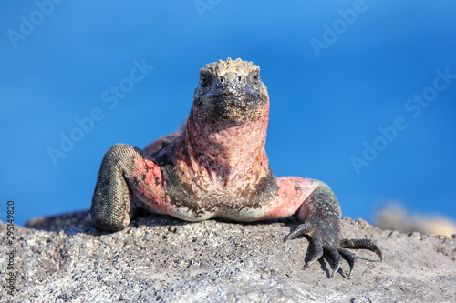 Marine iguana on Espanola Island, Galapagos National park, Ecuador