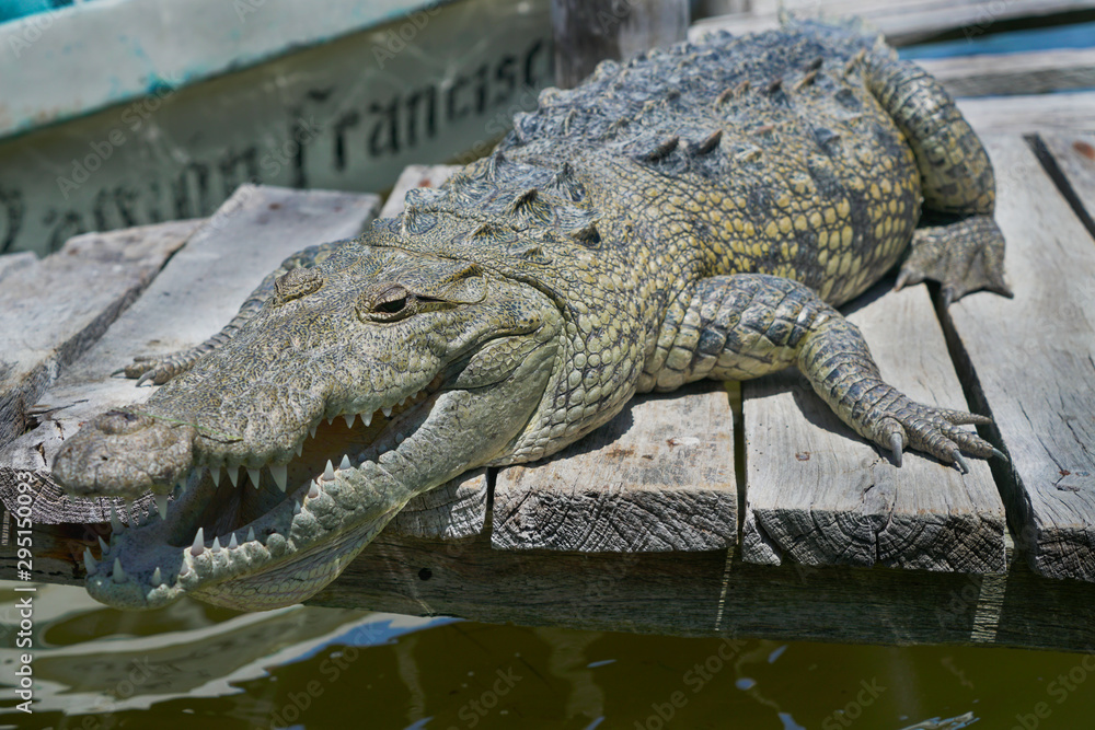 Fototapeta premium Cocodrilo en Río Lagartos