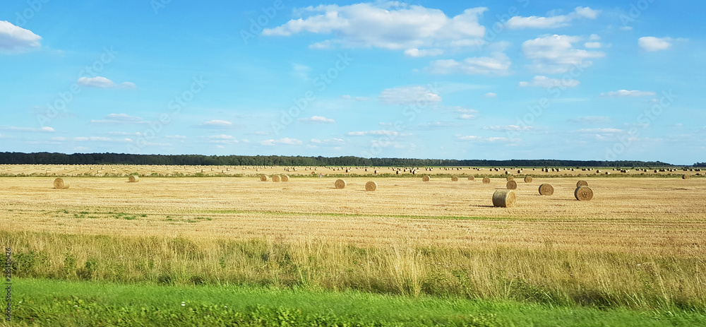 Panoramic view of hay bales field. Summer country landscape