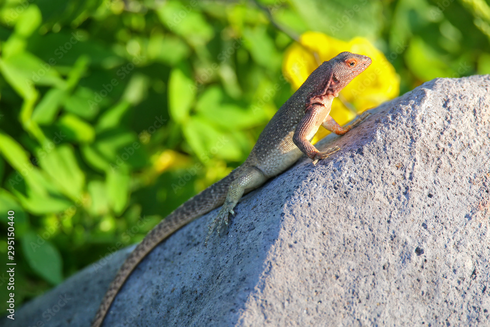 Female Hood lava lizard on Espanola Island, Galapagos National park, Ecuador Female Hood lava lizard on Espanola Island, Galapagos National park, Ecuador