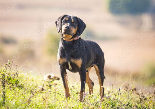 Happy adopted black dog on autumn field