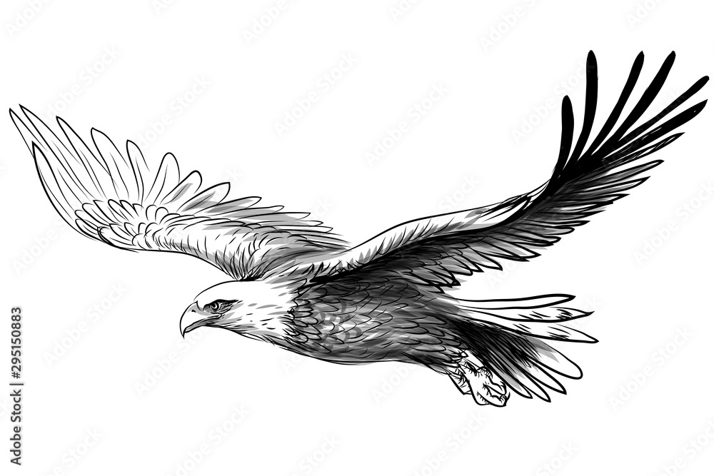 Vecteur Stock Soaring Bald Eagle Graphic Black And White Drawing 
