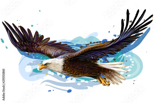 Obraz Szybujący łysy orzeł. Kolor, realistyczny, artystyczny portret szybującego bielika na białym tle w stylu przypominającym akwarele.