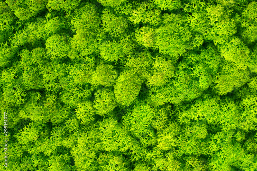 Beautiful interior green moss texture background