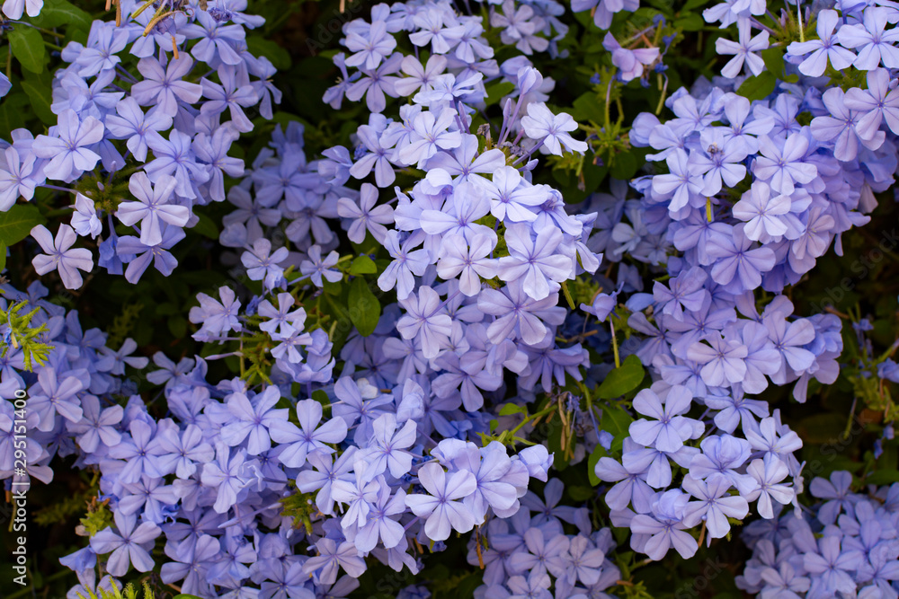 Obraz premium Summer blossom of blue plumbago flowers