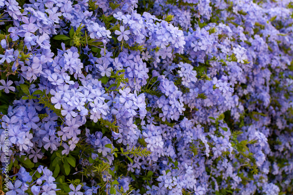 Summer blossom of blue plumbago flowers Summer blossom of blue plumbago flowers