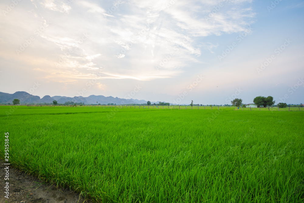 Fototapeta premium Rice paddy fields There is a view behind the mountains. Sunset time