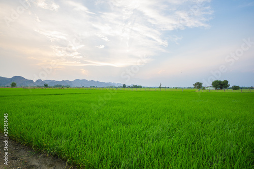 Rice paddy fields There is a view behind the mountains. Sunset time © Patcharanan