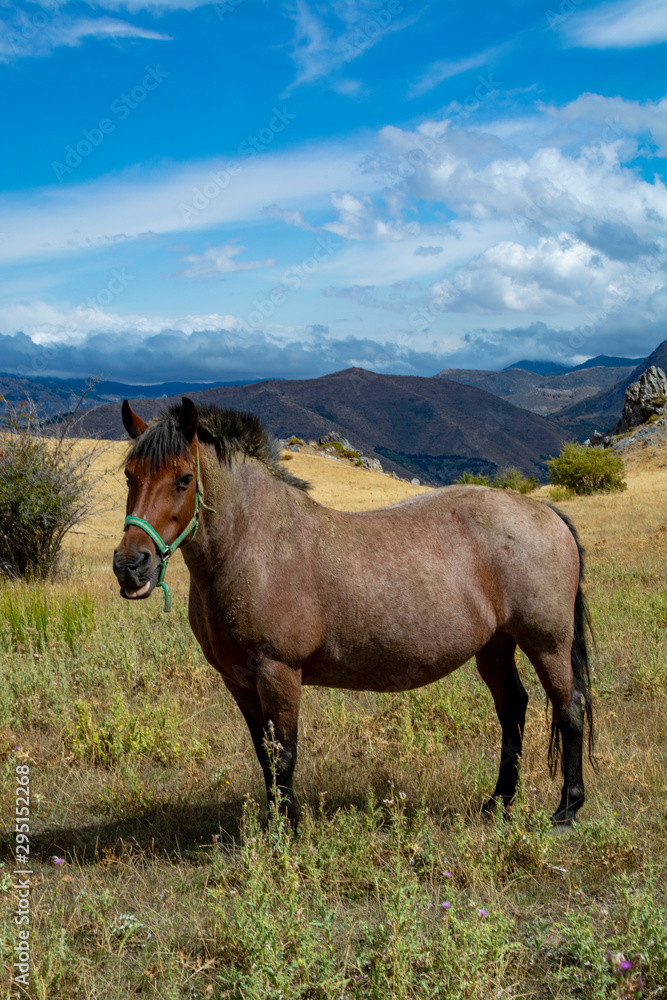 Horse on meadows in Sierra Nevada mountrains, Andalusia, Spain Horse on meadows in Sierra Nevada mountrains, Andalusia, Spain