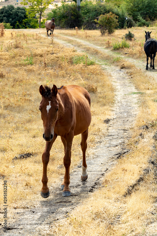 Fototapeta premium Horses on meadows in Sierra Nevada mountrains, Andalusia, Spain