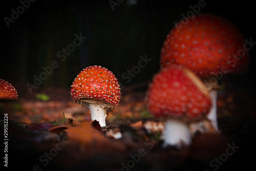 view on three a toadstool mushroom. Mushroom on the left side of the fabulous scenery