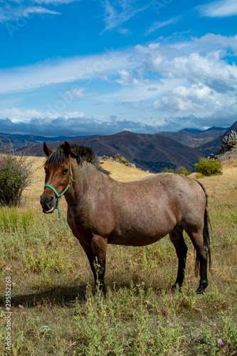 Horse on meadows in Sierra Nevada mountrains  Andalusia  Spain
