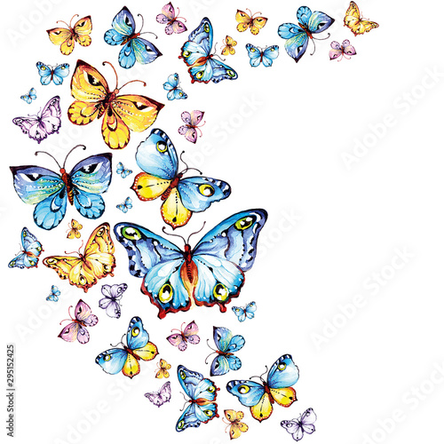 blue butterflies fly