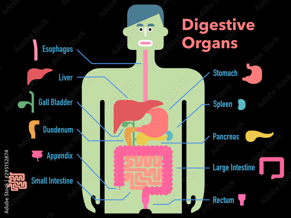 黒背景に各部位のカットアウトと名称が記載された消化器官のかわいくてシンプルなイラスト Stock Vector Adobe Stock